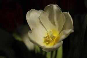 a white tulip with a yellow heart photo
