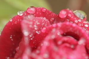 blooming red rose with rain drops photo