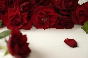 red roses lie on a white paper photo