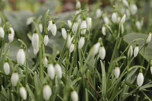 close up of white snow drops. the first flowers to bloom in january photo