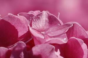 pink hydrangea with beautiful flowers photo