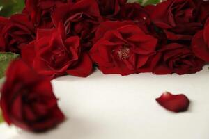 red roses lie on a white paper photo