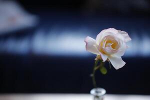 pink rose in a glass vase photo