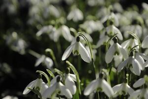 close up of white snow drops photo