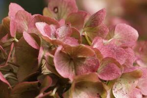 pink hydrangea with beautiful flowers photo
