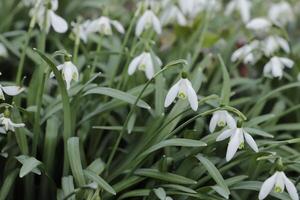 close up of white snow drops. the first flowers to bloom in january photo