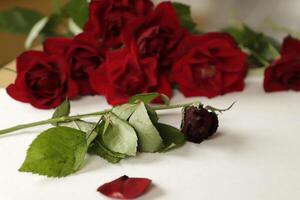 red roses lie on a white paper photo