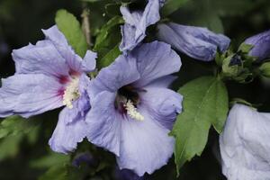 blue hibiscus shrub photo