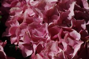 pink hydrangea with beautiful flowers photo