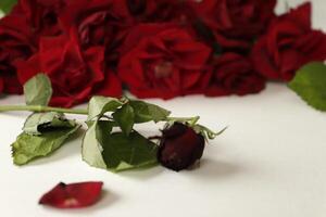 red roses lie on a white paper photo