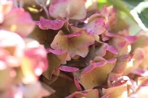 pink hydrangea with beautiful flowers photo