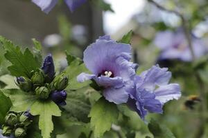 blue hibiscus shrub photo