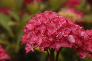 pink hydrangea with beautiful flowers photo