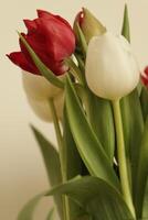 red and white tulips photo