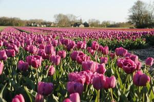 Colorful tulip fields in the spring photo