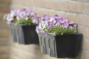 close up of colorful pansy flowers photo