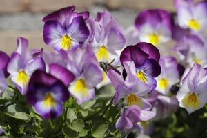 close up of colorful pansy flowers photo