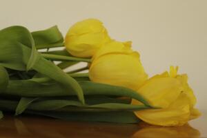 yellow tulips beautiful spring flowers photo