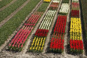 vistoso tulipán campos en el primavera. flores visto desde un mayor perspectiva. foto