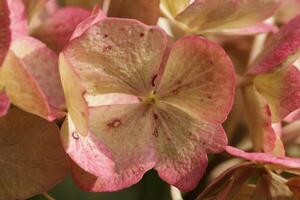 pink hydrangea with beautiful flowers photo