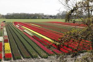 vistoso tulipán campos en el primavera. flores visto desde un mayor perspectiva. foto