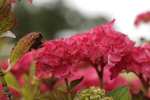 pink hydrangea with beautiful flowers photo