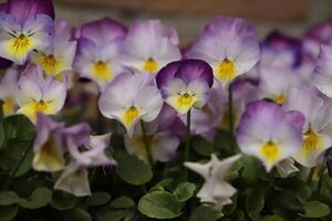 close up of colorful pansy flowers photo