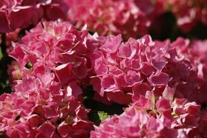 pink hydrangea with beautiful flowers photo