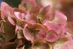 pink hydrangea with beautiful flowers photo