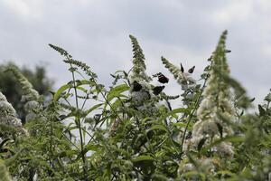 butterfly bush with butterflies photo