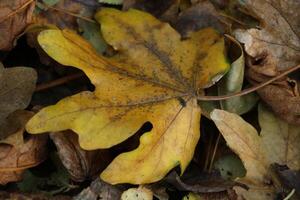 coloridas hojas de otoño foto