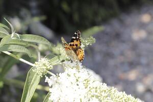 butterfly drinks nectar from a butterfly bush photo