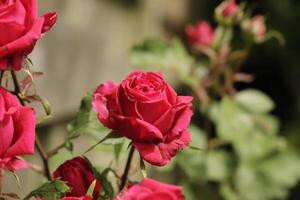 floreciente rojo Rosa arbustos en el jardín foto