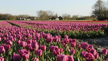 vistoso tulipán campos en el primavera foto