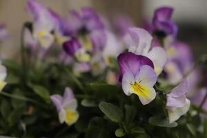 close up of colorful pansy flowers photo