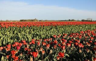 vistoso tulipán campos en el primavera foto