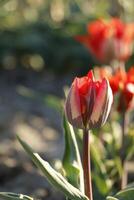 red tulips are spring flowers photo