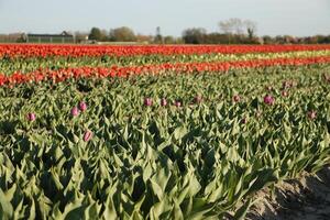 vistoso tulipán campos en el primavera foto