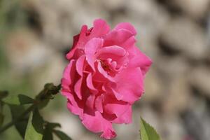 blooming red rose bushes in the garden photo