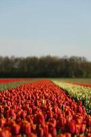 Colorful tulip fields in the spring. Flowers seen from a higher perspective. photo
