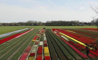 vistoso tulipán campos en el primavera. flores visto desde un mayor perspectiva. foto