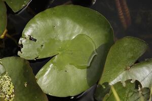 hojas de un agua lirio en un estanque foto