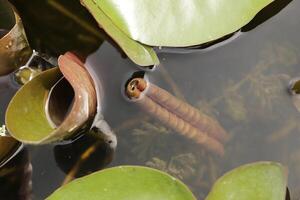 Leaves of a water lily in a pond photo