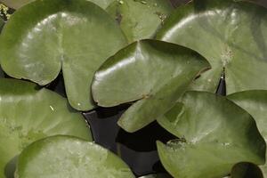 hojas de un agua lirio en un estanque foto