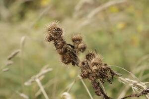 spent thistle in autumn photo