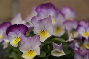 close up of colorful pansy flowers photo