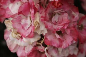 double red white roses in close up photo