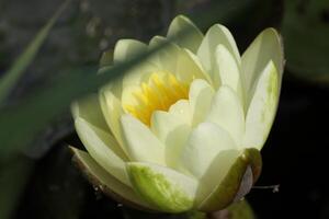 Yellow Water lily flower in a pond photo