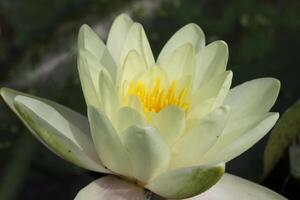 Yellow Water lily flower in a pond photo