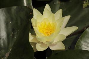 Yellow Water lily flower in a pond photo